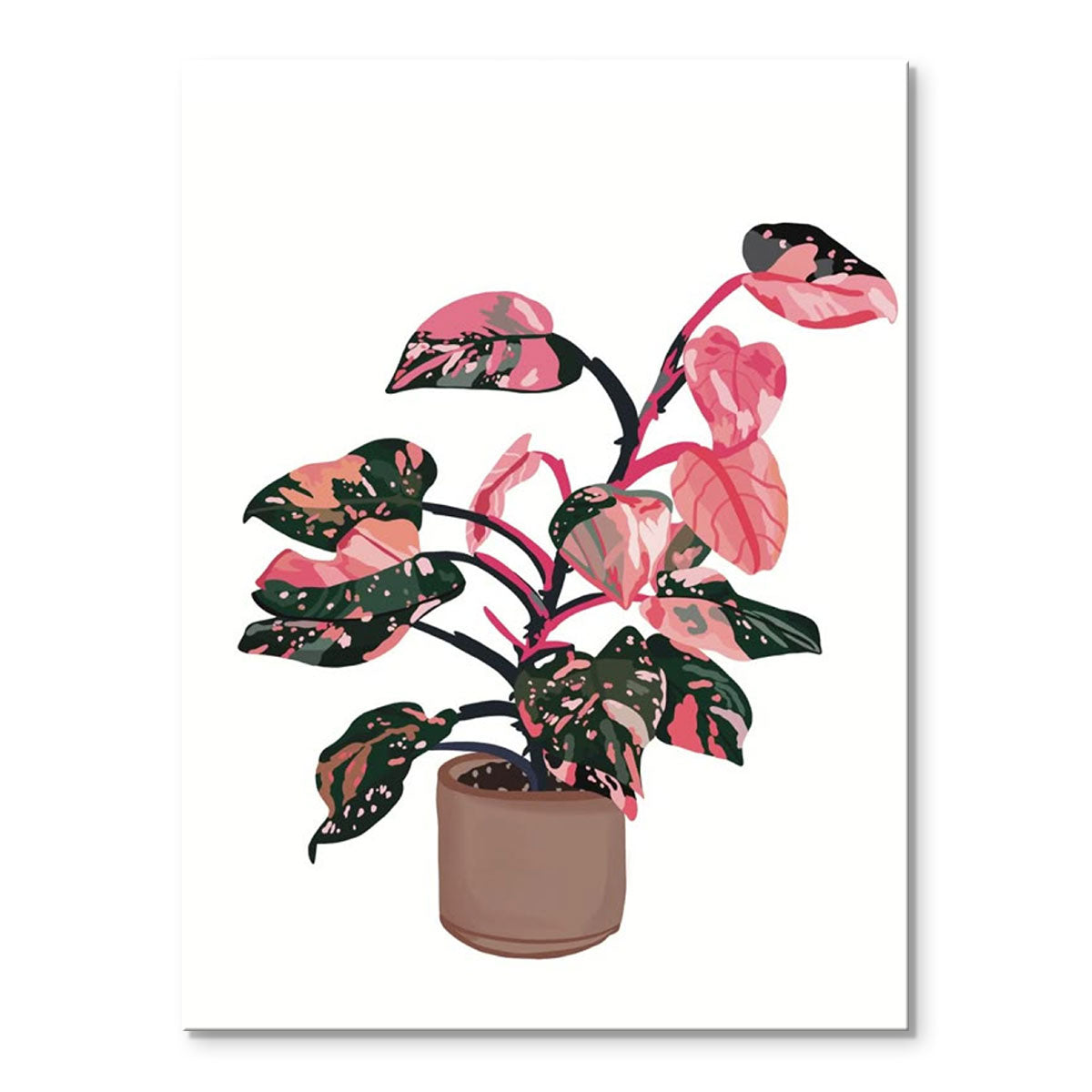 aglaonema mini Pink Aglaonema
