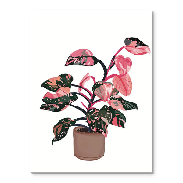 Pink Aglaonema
