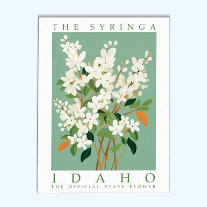 Idaho State Flower - Syringa | Paint by Numbers Kit