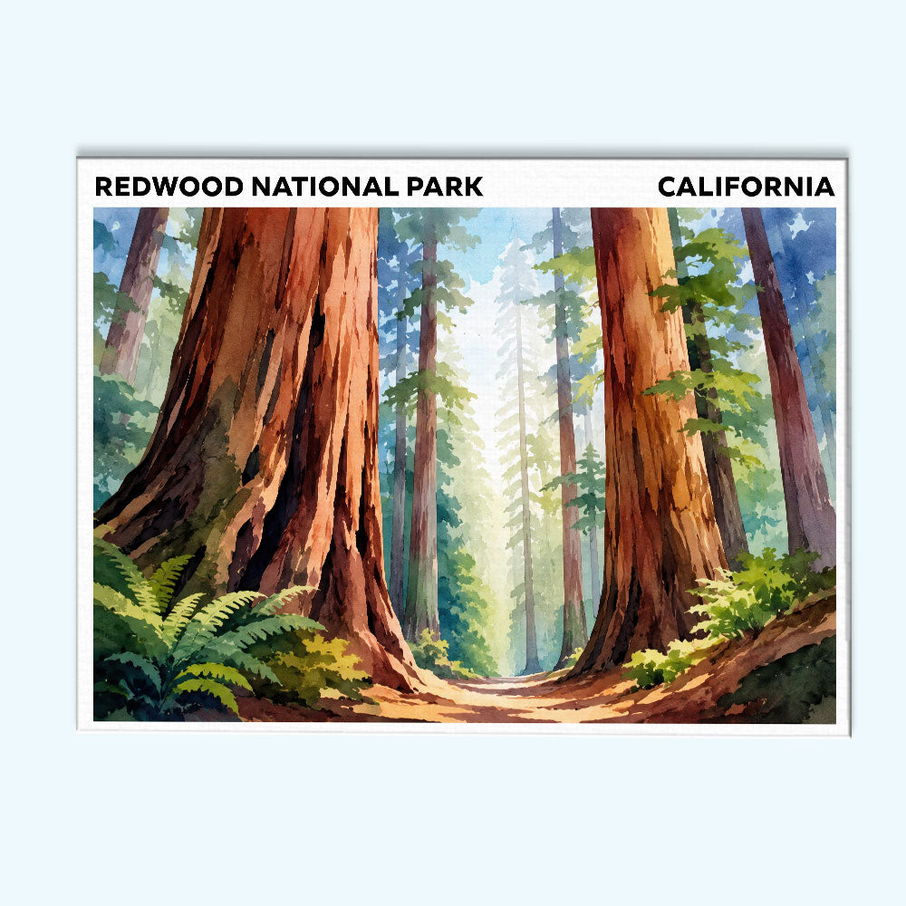 Redwood National Park - California | Paint by Numbers Kit
