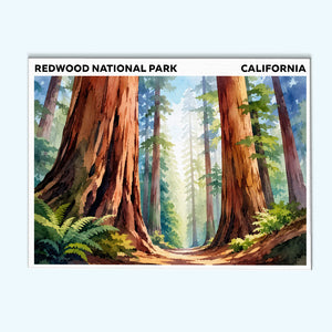 Redwood National Park - California | Paint by Numbers Kit