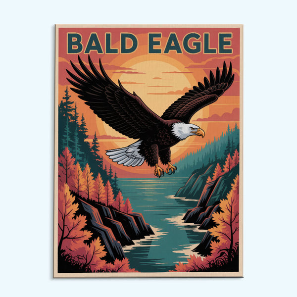 Bald Eagle 2 - National Park Wildlife