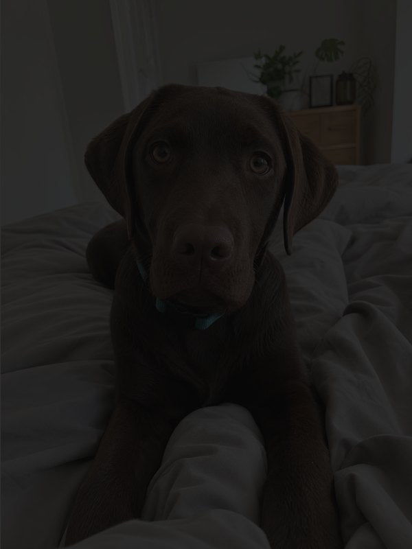 Too dark photo example